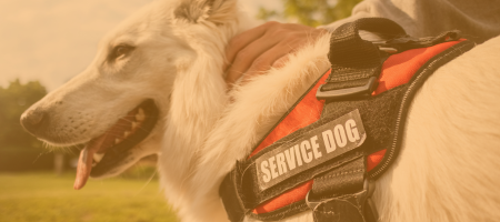 Image of Service Dog