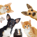 Pet Donation Drive
